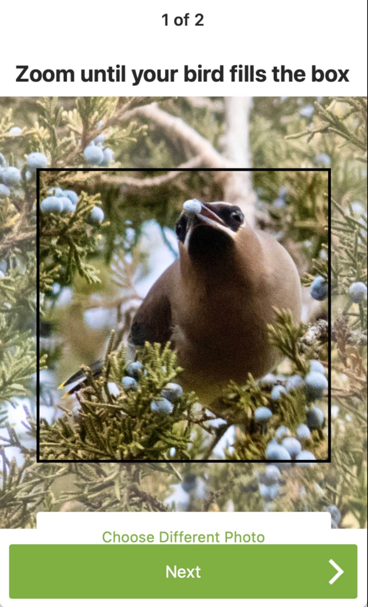Using zoom to focus on the bird in the picture