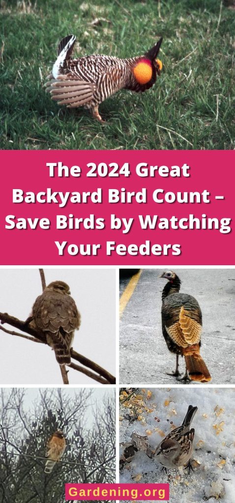 The 2024 Great Backyard Bird Count – Save Birds by Watching Your Feeders pinterest image.