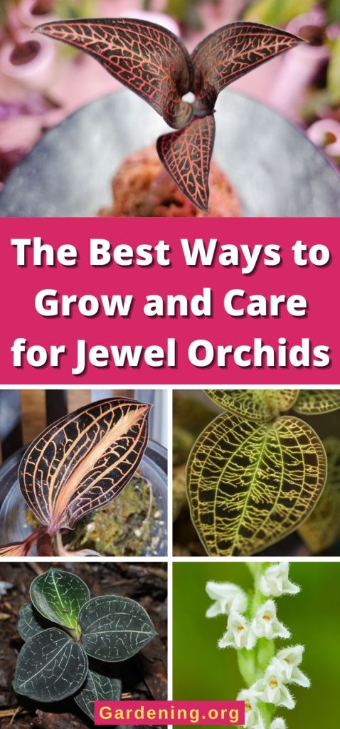 The Best Ways to Grow and Care for Jewel Orchids pinterest image.
