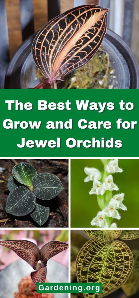 The Best Ways to Grow and Care for Jewel Orchids pinterest image.