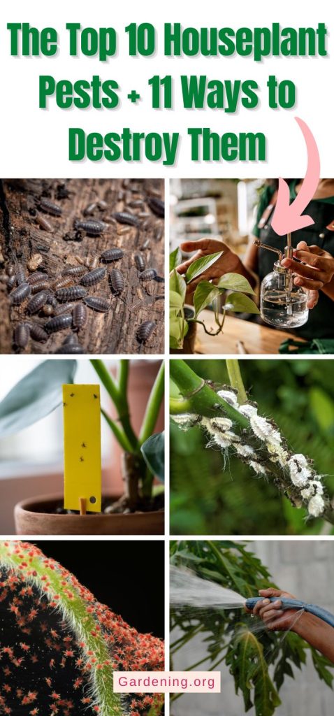 The Top 10 Houseplant Pests + 11 Ways to Destroy Them pinterest image.