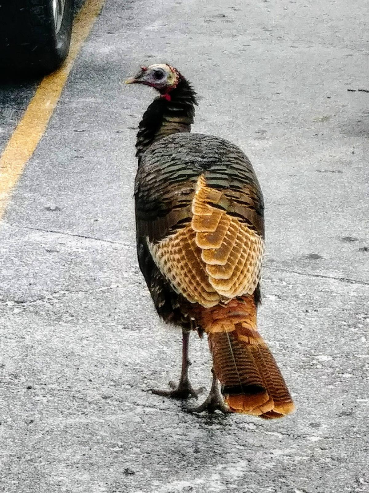 A wild turkey walking through a parking lot