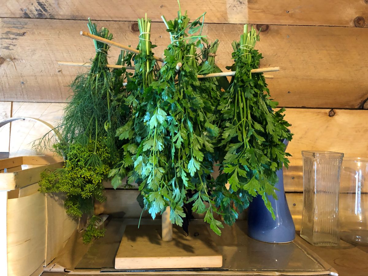 A drying rack with cutting celery drying