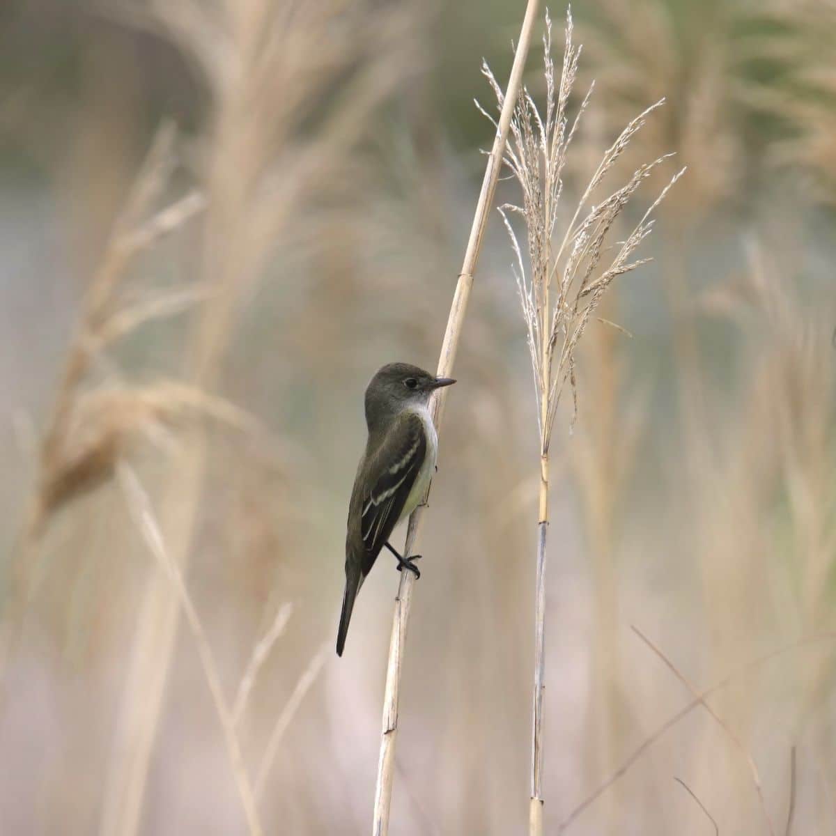 Willow flycatcher on grass stem