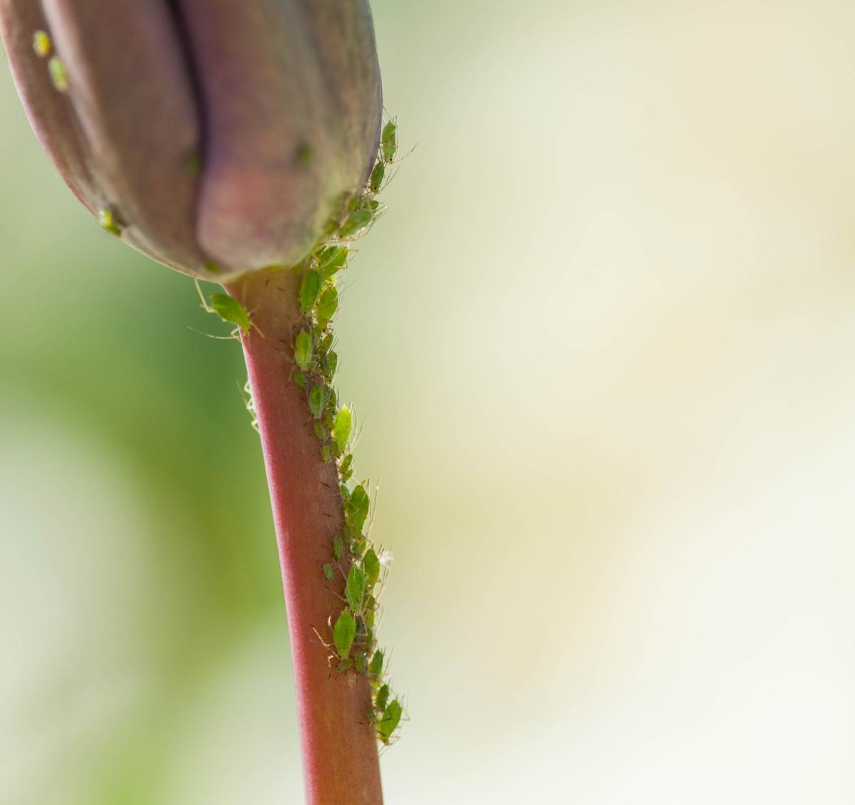 Aphids on a tulip
