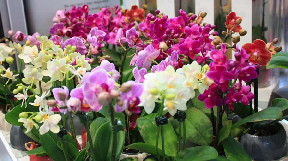 mini phalaenopsis orchids