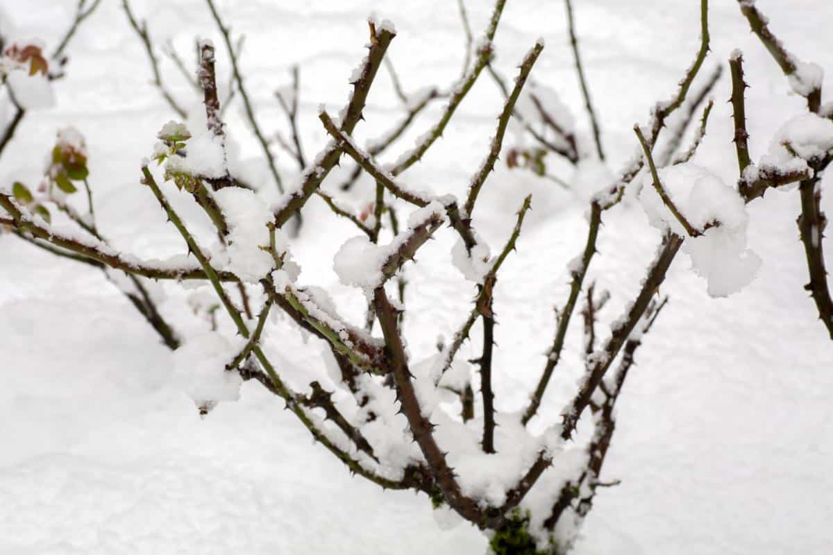A dormant rose bush under snow