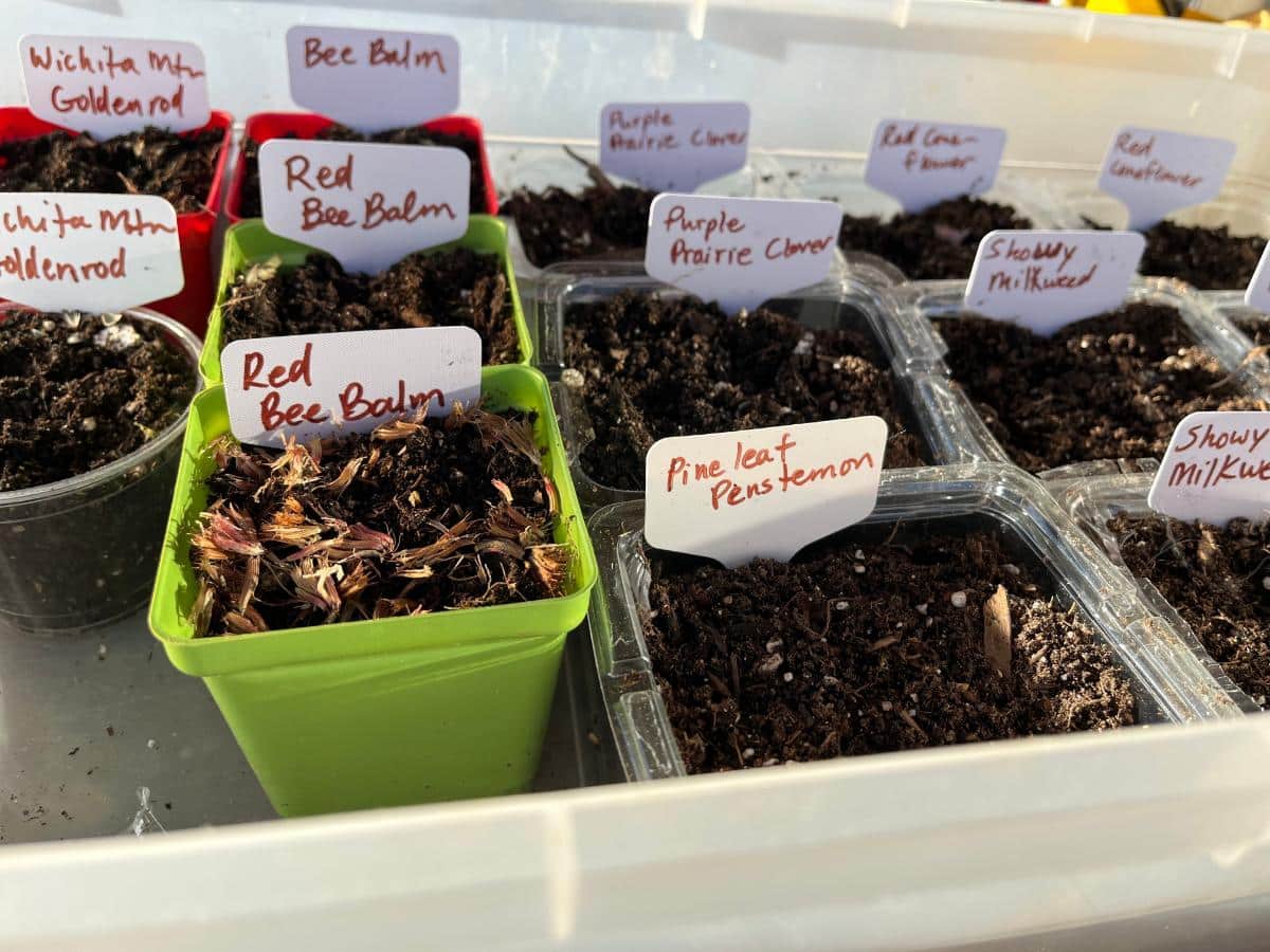 Pots of seeds for winter sowing in a clear tote box
