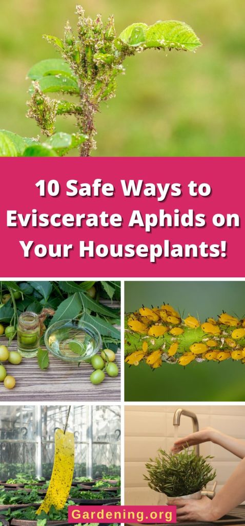 10 Safe Ways to Eviscerate Aphids on Your Houseplants! pinterest image.