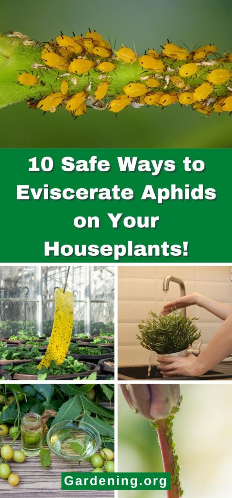 10 Safe Ways to Eviscerate Aphids on Your Houseplants! pinterest image.
