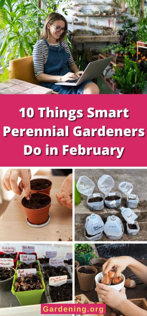 10 Things Smart Perennial Gardeners Do in February pinterest image.