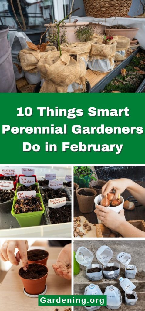 10 Things Smart Perennial Gardeners Do in February pinterest image.