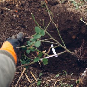A gardener planting a bare-root rose in the soil.