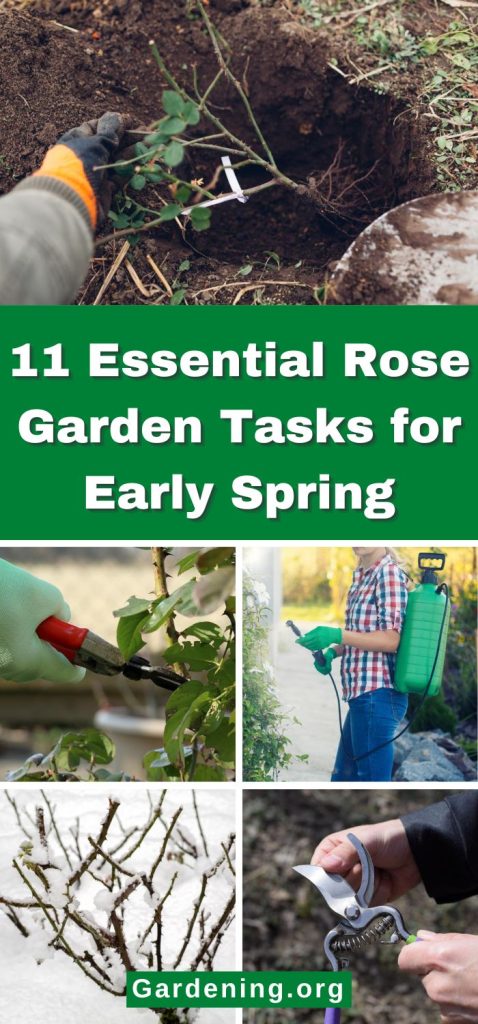 11 Essential Rose Garden Tasks for Early Spring pinterest image.