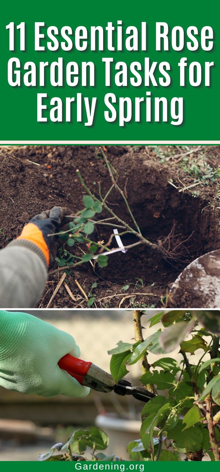 11 Essential Rose Garden Tasks for Early Spring - Gardening