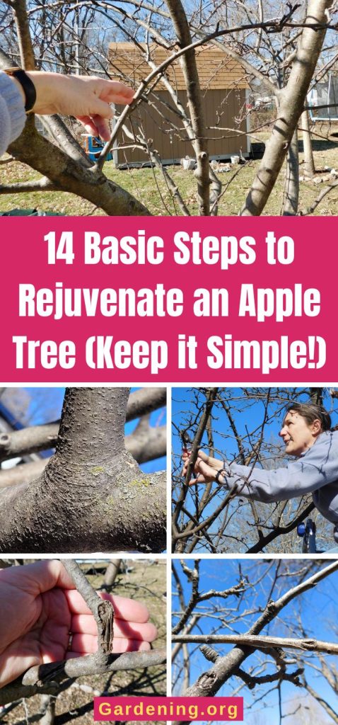 14 Basic Steps to Rejuvenate an Apple Tree (Keep it Simple!) pinterest image.