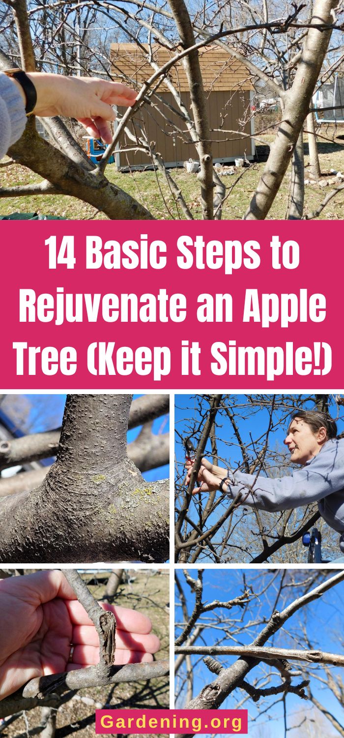 14 Basic Steps to Rejuvenate and Prune an Apple Tree - Gardening