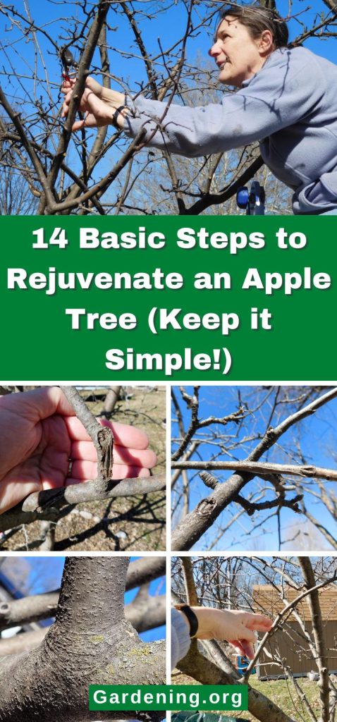 14 Basic Steps to Rejuvenate an Apple Tree (Keep it Simple!) pinterest image.