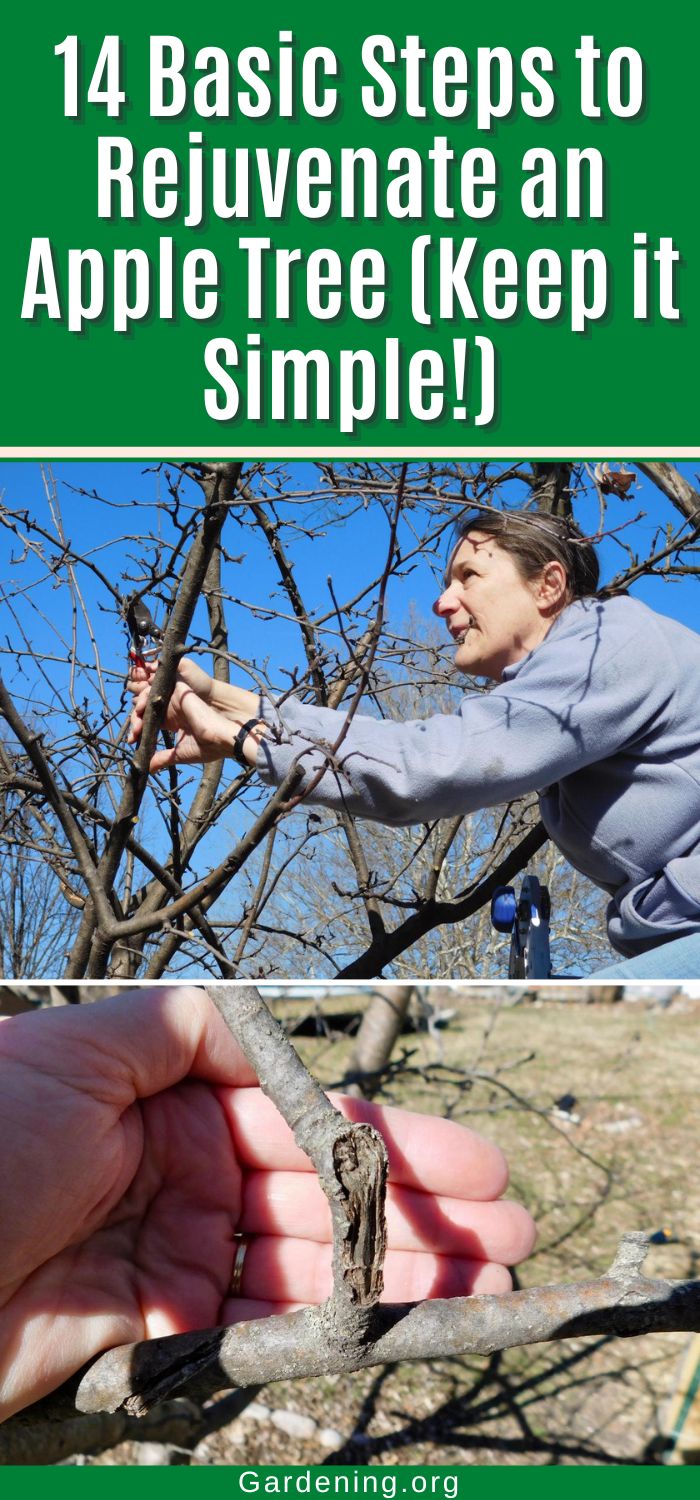 14 Basic Steps to Rejuvenate and Prune an Apple Tree - Gardening