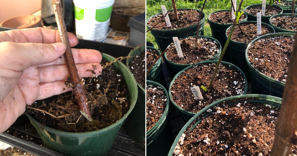 15 Great Ways To Reuse Old Potting Soil - Gardening