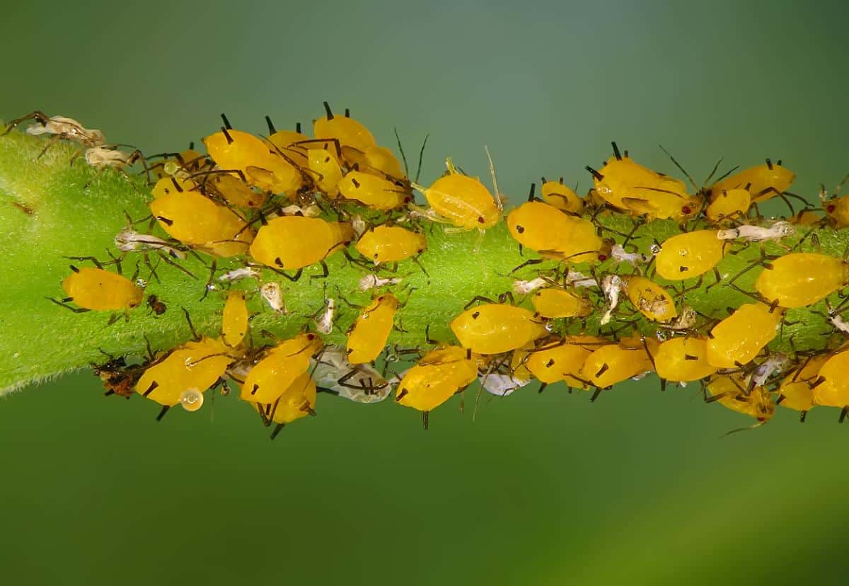 Closeup of aphids excreting honeydew