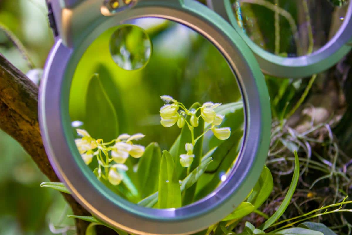 A mini orchid under a magnifying glass