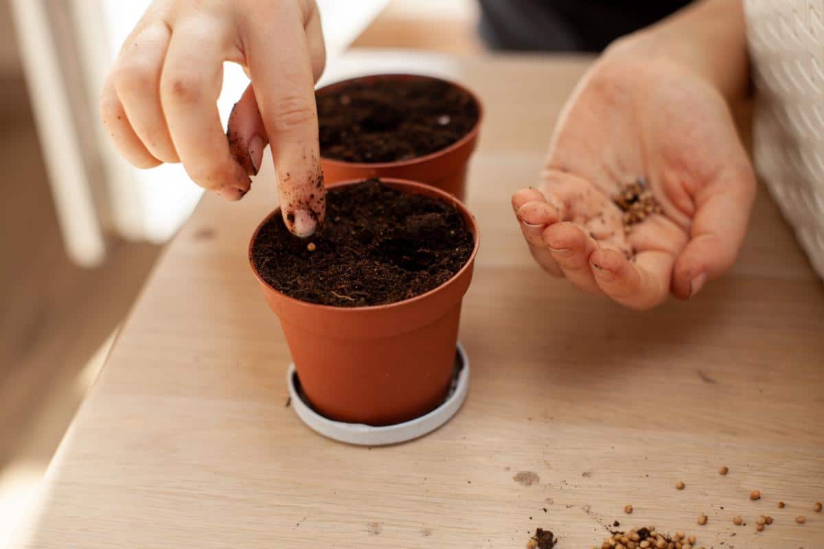 Planting seeds in a pot.