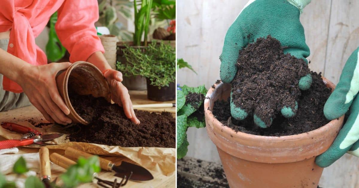 indoor plant terrarium Terrarium Desktop Garden main image 0