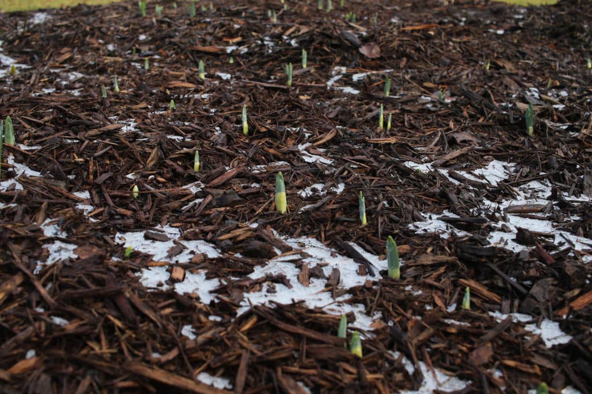Fall bulbs poking up through cold ground