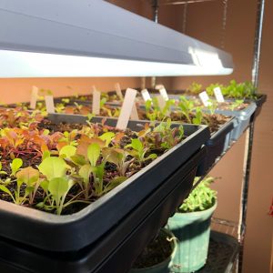 Seedlings in trays under the grow lights.