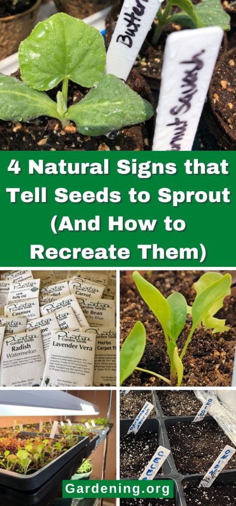 4 Natural Signs that Tell Seeds to Sprout (And How to Recreate Them) pinterest image.