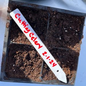 Cold stratified celery seeds in a seedling tray.