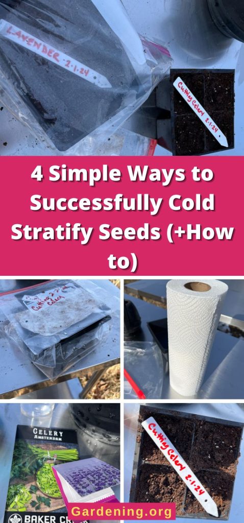 4 Simple Ways to Successfully Cold Stratify Seeds (+How to) pinterest image.