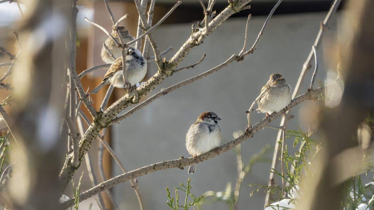 Birds sitting in a dormant elderberry bush