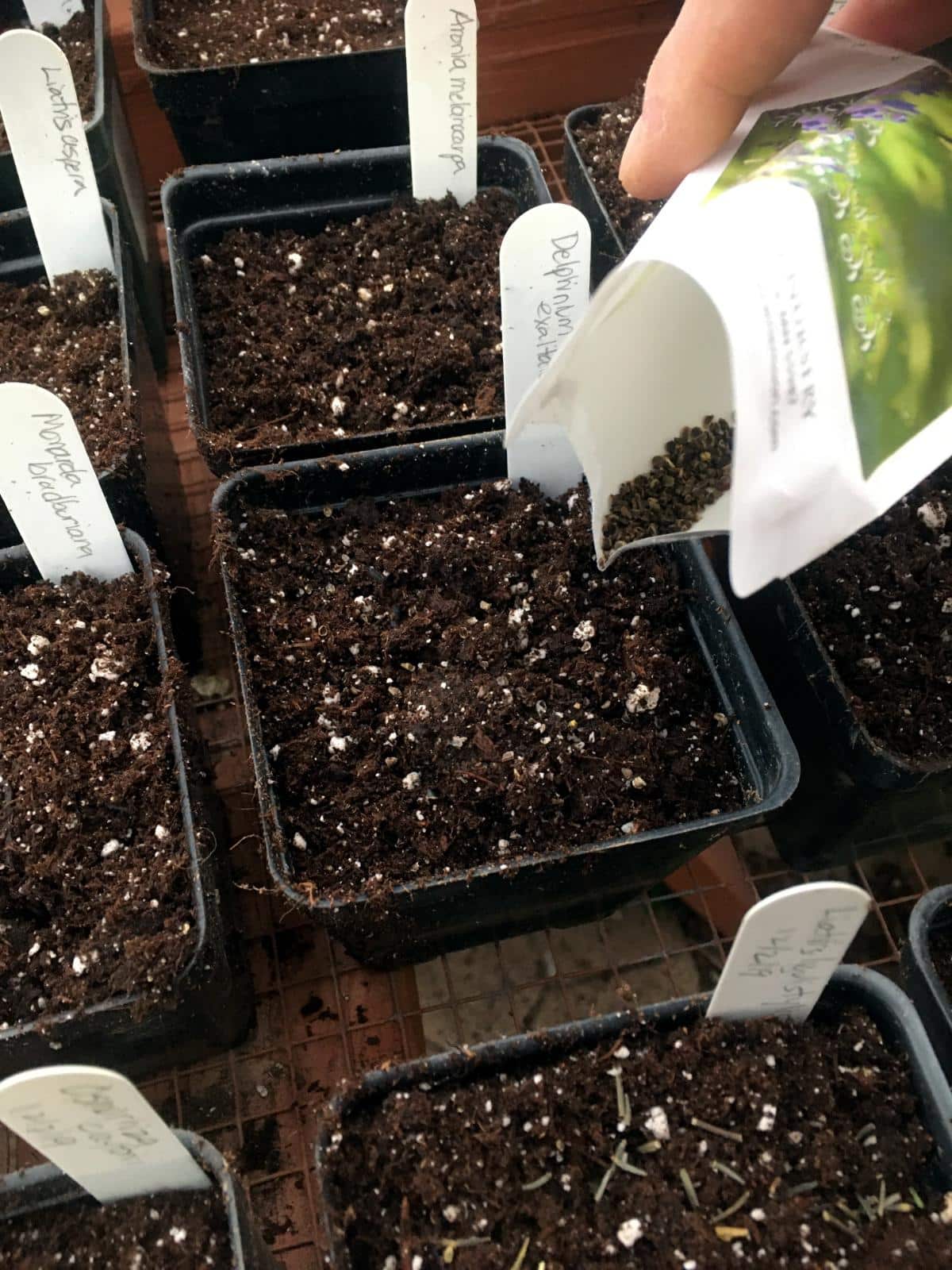 Planting perennial seeds for cold stratifying