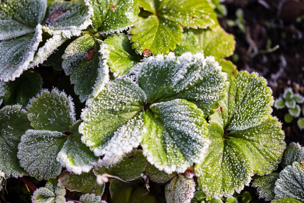 Frost on strawberry plants