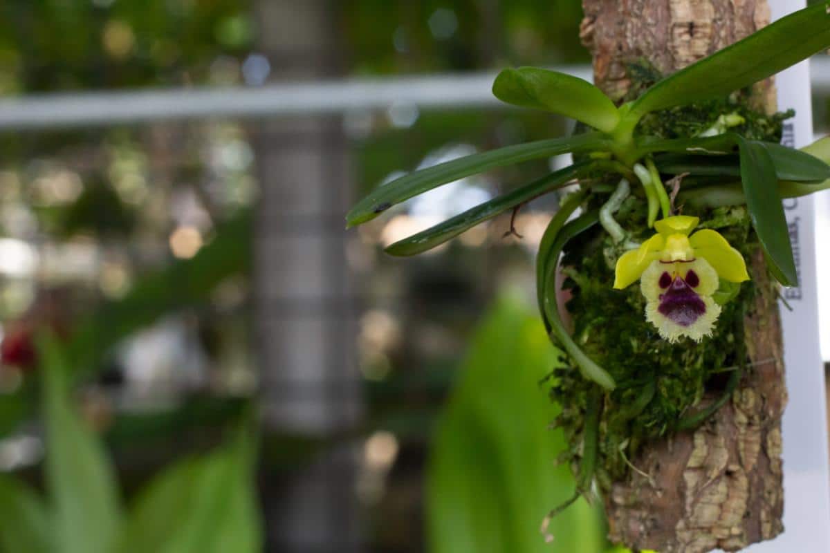 Mini orchid in a terrarium