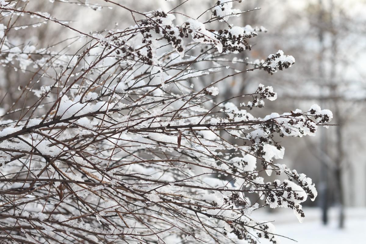 A dormant perennial bush in winter