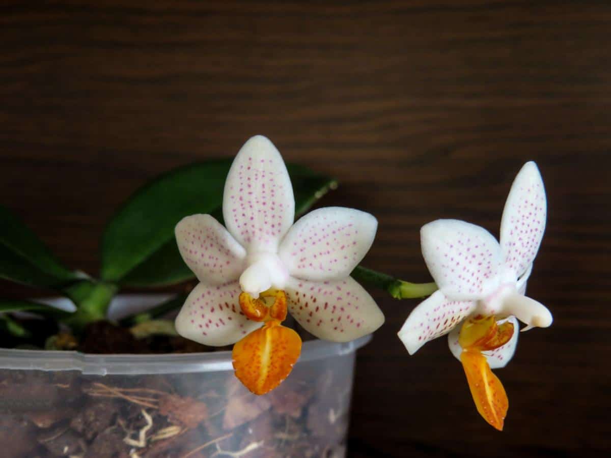 Mini Mark Palaenopsis orchid
