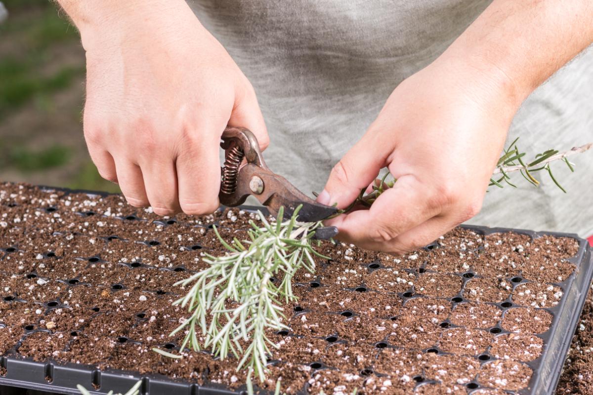 Propagating rosemary from cuttings