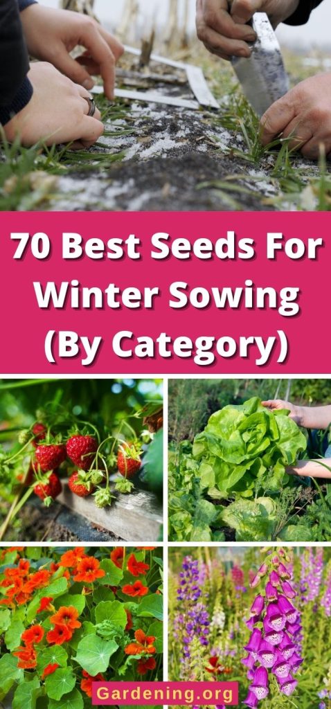 70 Best Seeds For Winter Sowing (By Category) pinterest image.