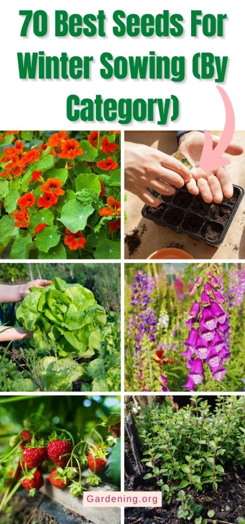 70 Best Seeds For Winter Sowing (By Category) pinterest image.