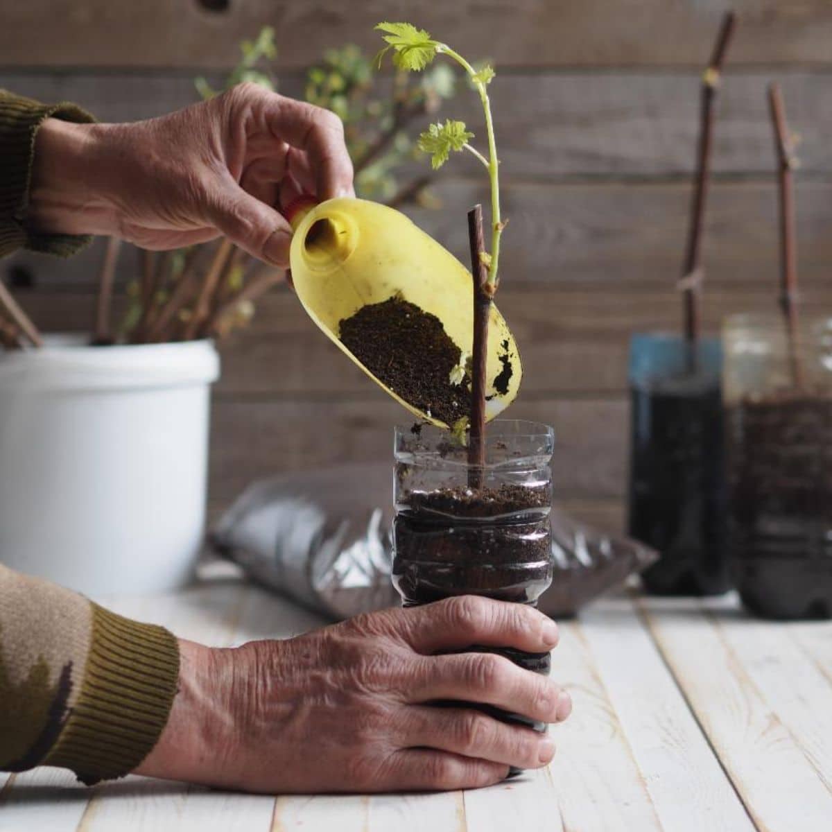 A gardener planting a grape cutting in a plastic bottle.