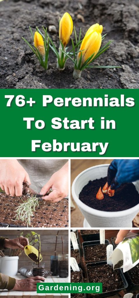 76+ Perennials To Start in February pinterest image.