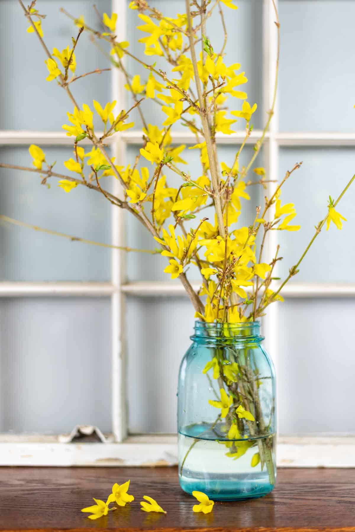 Forced cuttings of forsythia
