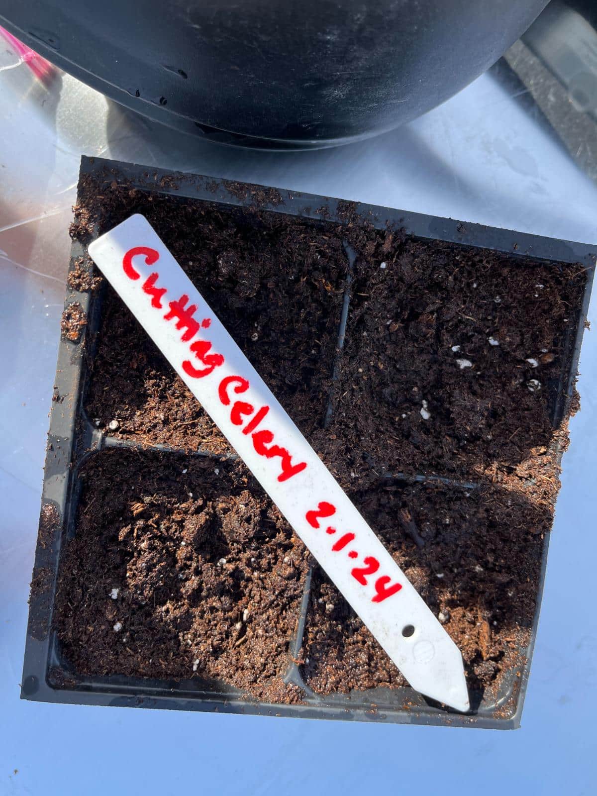 Celery seeds in a four cell germination pot