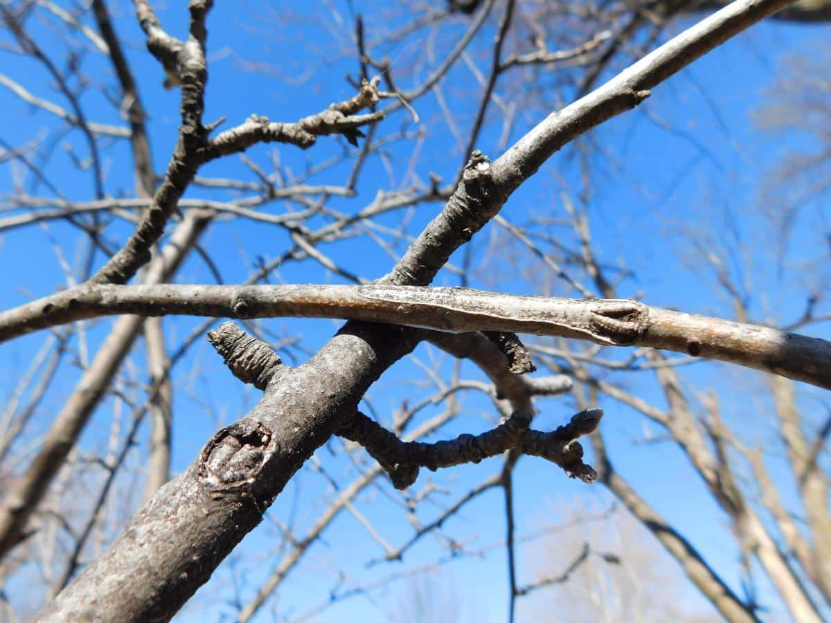 Rubbing crossed branches on an apple tree