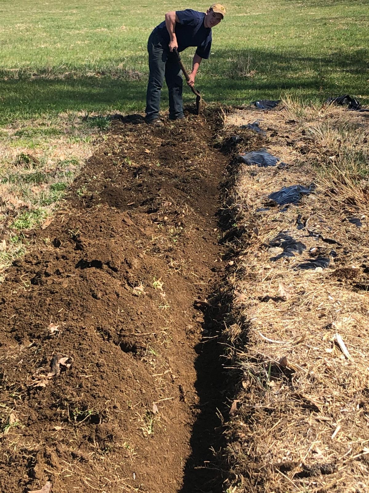 Digging a trench for trench composting
