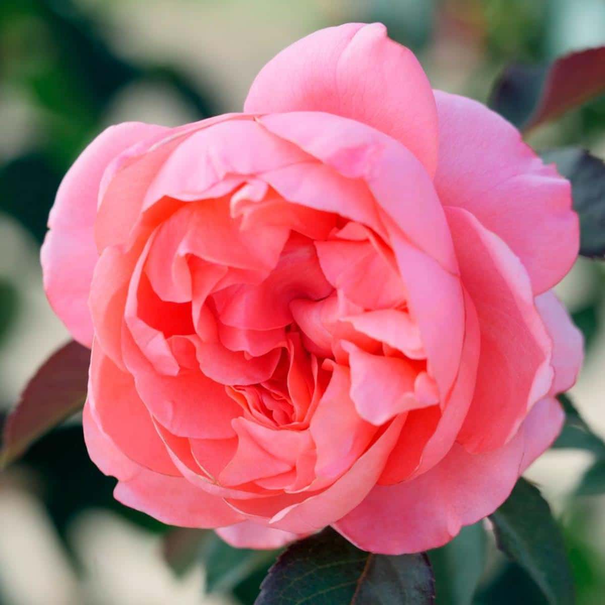 English Coral Rose