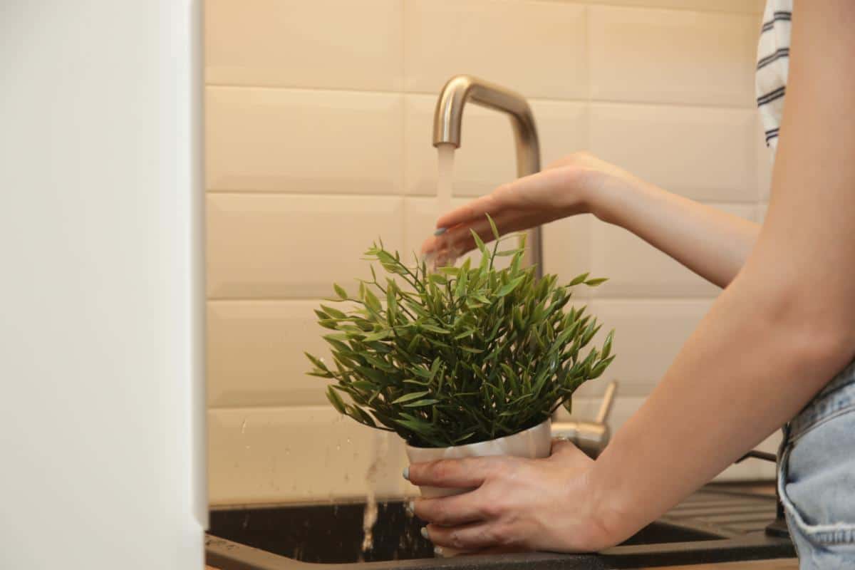 Spraying a houseplant in teh sink 
